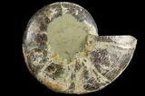 Bargain, Agatized Ammonite Fossil (Half) - Madagascar #111521-1